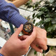 Curren 8336 Gold-Black